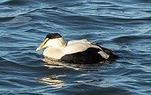 Common eider male at Jones Beach (04702).jpg