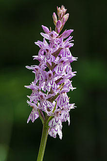 Dactylorhiza fuchsii Mariazell 01.JPG