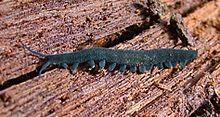 Euperipatoides kanangrensis crop.jpg
