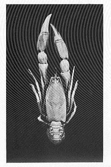 FMIB 46484 Land Crayfish, Eugaeus cunicularis, Tasmania.jpeg