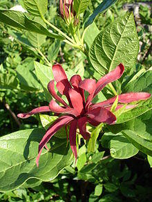 Floridus1f.UME.jpg