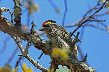 Miombo Pied Barbet, Sakania, DRC (10512484525).jpg
