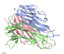 Mouse Tumor Necrosis Factor Alpha.png