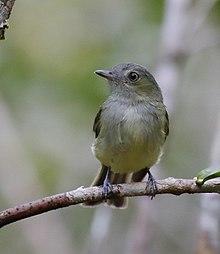 Neopelma aurifrons - Wied's Tyrant-Manakin.jpg