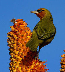 Ploceus ocularis -Umhlanga, KwaZulu-Natal, South Africa-8 (1).jpg