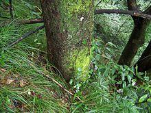 The habitat of Ulmus elongata.JPG