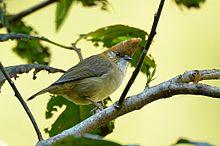 White-naped Yuhina in Mishmi Hills.jpg