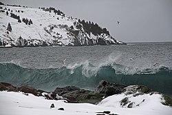 2011 - FEB 12 - 22 - NEWFOUNDLAND -061 near Torbay (5453353530).jpg