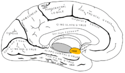 Gray727 uncus of parahippocampal gyrus.png