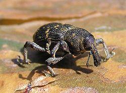 Hylobius abietis 3 bialowieza forest beentree.jpg