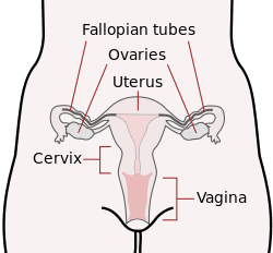 Scheme female reproductive system-en.svg