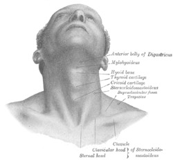 Structure of Adam's apple.png