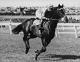 Beau Vite 1940 MVRC W. S. Cox Plate Jockey Ted McMenamin Trainer Frank McGrath.jpg