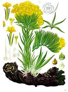 Arnebia densiflora - Köhler–s Medizinal-Pflanzen-220.jpg