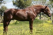 DIAMANTE - POTRO LUSITANO - YEGUADA LA PERLA.jpg