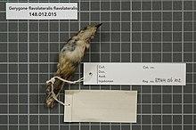 Naturalis Biodiversity Center - RMNH.AVES.136202 2 - Gerygone flavolateralis flavolateralis (Gray, 1859) - Acanthizidae - bird skin specimen.jpeg