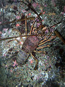 Panulirus japonicus3.jpg