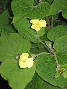 Saruma henryi01.jpg