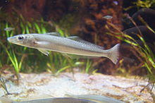 Sillago parvisquamis 01.JPG