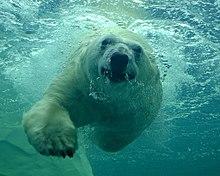 Talini Swimming.jpg