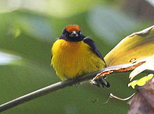 Tawny-capped Euphonia.jpg