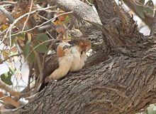 Turdoides gymnogenys, Epupa-Kamanjab pad, Birding Weto, a.jpg