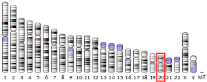Chromosome 20 (human)