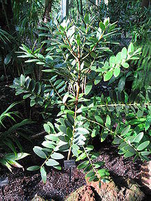 Agathis ovata - Atlanta Botanical Garden.JPG