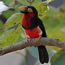 Bearded Barbet - Lybius dubius (36684180651).jpg
