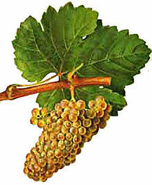 Chenin blanc Viala et Vermorel.jpg