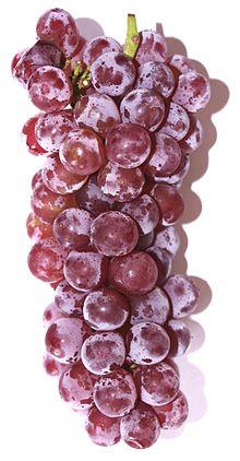 Delaware (grape).JPG