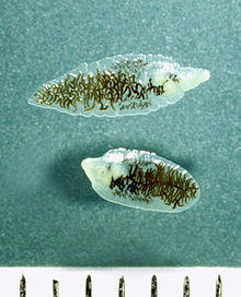 Dicrocoelium-adult-fresh.jpg