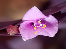 Flor - Quintana Roo - México.jpg