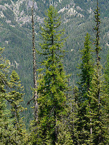 Larix occidentalis 16822.JPG