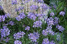 Meadow penstemon Penstemon rydbergii.jpg