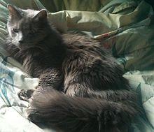 Nebelung Cat at 10.JPG