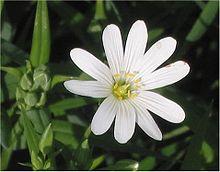 Stellaria holostea Grote muur.jpg