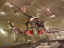 Suzhousaurus megatherioides.JPG