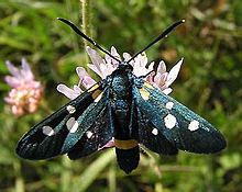 Zygaena ephialtes.jpg