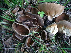Helvella acetabulum 47980.jpg