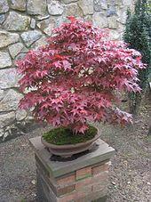 Acer palmatum-Bonsai.jpg