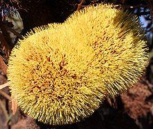 Banksia laevigata fuscolutea 6 email.jpg