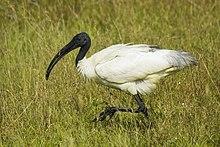 Black-headed Ibis (Threskiornis melanocephalus).jpg
