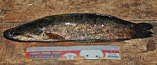 Channa lucius 090819-12086 tsa.jpg