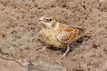 Chestnut-backed sparrow-lark (Eremopterix leucotis melanocephalus) female.jpg