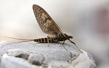 Ephemeroptera 2.jpg