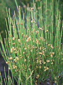 Green ephedra Ephedra viridis close.jpg