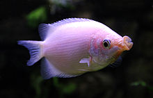 Helostoma temminckii in aquarium.jpg