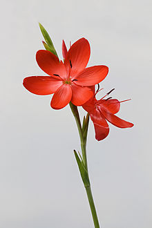 Hesperantha coccinea-001.jpg