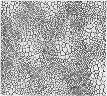 Interpretive drawing of the skin impression pattern